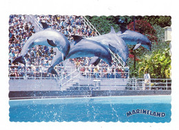 TIERE - DELFIN / DELPHIN / DOLPHIN / DAUPHIN - MARINELAND - Dauphins