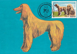 A9031- OGAR AFGAN DOG, DOG EXHIBITION CLUJ NAPOCA BRNO 1990 USED STAMP ON COVER  MAXIMUM CARD ROMANIA - Honden