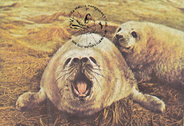 A9048- SEAL, SOUTH POLE EXHIBITION CLUJ NAPOCA 1990 ROMANIA  USED STAMP ON BACK - Fauna Antártica