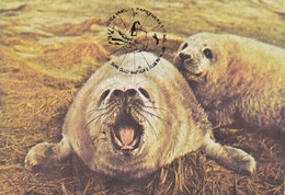 A9048- SEAL, SOUTH POLE EXHIBITION CLUJ NAPOCA 1990 ROMANIA  USED STAMP ON BACK - Antarctic Wildlife