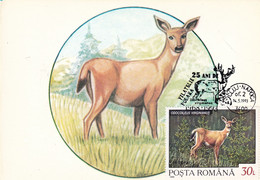 A9049-ODOCOILEUL VIRGINIANUS, DEAR ANIMAL, CLUJ NAPOCA 1993 MAX CARD ROMANIA  USED STAMP ON BACK - Andere & Zonder Classificatie