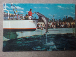 U.S.A Miami Seaquarium - Bassin Avec Dauphin - Dauphins