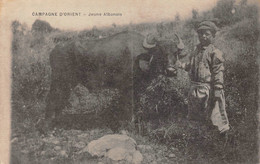 ¤¤   -   ALBANIE   -  Jeune Albanais   -  Campagne D'Orient    -  Un Enfant Avec Un Boeuf    -   ¤¤ - Albanie