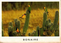 CPM AK Birds Of Bonaire BONAIRE (750247) - Bonaire