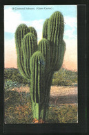 AK A Clustered Sahuaro, (Giant Cactus), Kaktus - Non Classificati