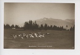 Suisse : Montana, Promenade Du Golf  (cp Vierge N°24 Charles Dubost Photographe) Chevrier Et Troupeau Chèvre - VS Valais