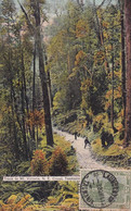 Australia  - Postcard Used 1912 - Lauwceston Track To Mt. Victoria, N.E.Coast, Tasmania  - 2/scans - Lauceston