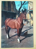KOV 505-10 - HORSE, CHEVAL - Horses