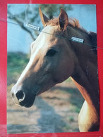 KOV 505-4 - HORSE, CHEVAL, - Horses