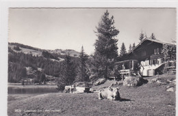 Lauenen-See. Restaurant, Vaches Du Simmental /Simmentaler Kühe - Lauenen