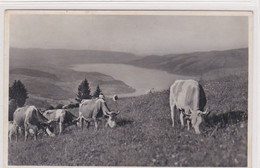 Aeschi-Allmend Mit Thunersee,, Simmentaler Kühe Auf Der Alp. Fotokarte - Aeschi Bei Spiez