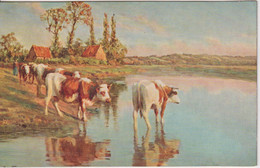 FRANCE (?) Planqquette - Bords De La Selune January 1918 - Artcard Of Cows - Picardie