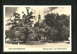 AK Preetz / Holstein, 800-jährige Eiche Und Klosterkirche - Preetz