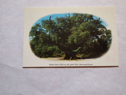 CPA Angleterre Sherwood Forest Major Oak - Other & Unclassified