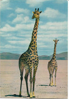 ANIMAUX - Girafe - Girafes