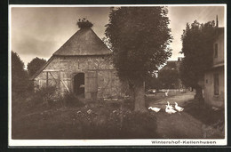 AK Kellenhusen, Am Gehöft Wintershof, Pelikane Auf Dem Dach - Kellenhusen