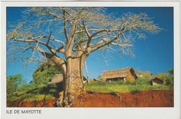 Seb : Mayotte : L ' Ile  , Arbre - Mayotte