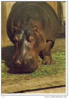 HIPPOPOTAMUS Amphibius,  Hippo,  Flusspferd - Hippopotamuses