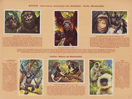 Sammelalbum 200 Bilder, Wunder Der Tierwelt, Raubtiere, Affen, Wale, Nagetiere, Flossenfüsser - Albums & Katalogus