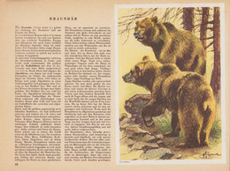 Sammelalbum 51 Bilder, Unser Zoo, Berliner Morgenpost, Bären, Leoporad, Orang-Utan, Nashorn, Lama, Hyäne - Albums & Catalogues