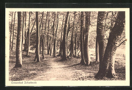 AK Scharbeutz, Waldweg Im Sonnenschein - Scharbeutz