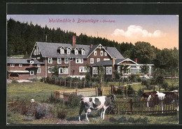 AK Braunlage Im Oberharz, Gasthaus Waldmühle Mit Kühen - Oberharz