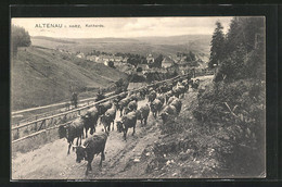 AK Altenau /Harz, Kuhherde Und Ortsansicht - Altenau