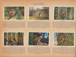 Sammelalbum 192 Bilder, Aus Deutschlands Vogelwelt, Eule, Rabe, Star, Sperling, Meise - Albums & Katalogus