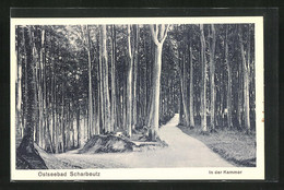 AK Scharbeutz, Wanderwege In Der Kammer - Scharbeutz