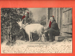 ZOX-06 Paysannes De Champéry Avec Leur Chèvre à La Traite Foulards Rouges. Dos Simple, Circulé 1903 - Champéry