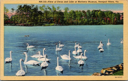 Virginia Newport News Swans And Lake At Mariners Museum Curteich - Newport News