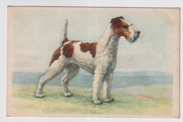 HOND - Honden
