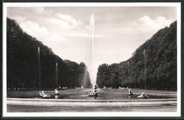 AK Schwetzingen, Schlossgarten Arion Mit Springbrunnen - Schwetzingen