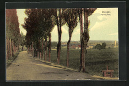 AK Usingen / Taunus, Pappel-Allee - Usingen