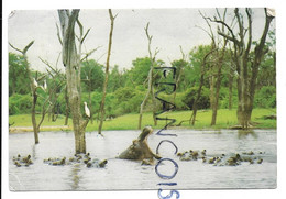 Hippopotames Dans Le Lac Kariba (Zimbabwe). - Zimbabwe