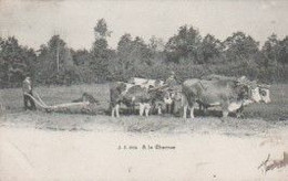 SUISSE . A La Charrue ( Double Attelage De 2 Boeufs ) - Wagengespanne