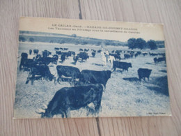 CPA 30 Gard Le Cailar  Course Camarguaise Manade Combet Granon Les Taureaux Aux Pâturages - Other & Unclassified