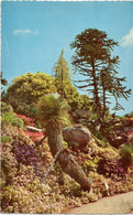 Tresco Gardens, Scilly Isles 1964,(F.E.Gibson) - Scilly Isles