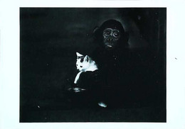 ► CHAT - CAT - KATZE  Monkey Singe Repro1954 (Serie Zwat-Wit Foto - Photo Noir Et Blanc Black & White) Unused Non écrite - Singes