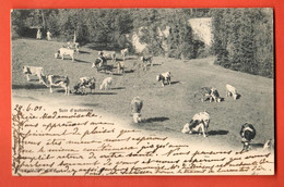 ZOY-24 Jura VAudois Troupeau De Vaches Soirée D'automne. Jullien. Dos Simple, Cachets Lausanne Et Chexbres 1901 - Chexbres