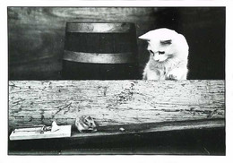 ► CHAT - CAT - KATZE  Souris  (Serie Zwat-Wit Foto Photo Noir Et Blanc Black & White) - Cats