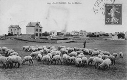 SAINT-LUNAIRE - Sur Les Mielles - Troupeau De Moutons - Villas - Saint-Lunaire