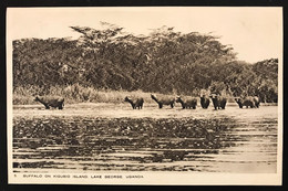 Uganda Buffalo On Kigubio Island Lake George NON VIAGGIATA  CODICE C.2939 - Ouganda