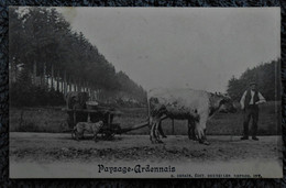 CPA 1910 Paysage Ardennais / Attelage De Bœufs - Other