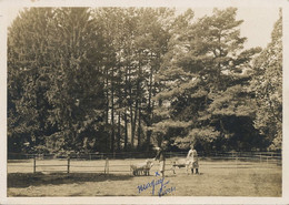 " Les Fougères " Echichens S/ Morges Partie Du Parc  Phot Luscher Nyon  1937 Format 10/15 Chevres Goat - Échichens