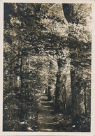 " Les Fougères " Echichens S/ Morges Sentier Des Chenes  Phot Luscher Nyon  1937 Format 10/15 - Échichens