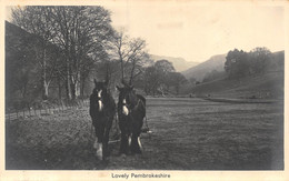 21-7161 : LOVELY PEMBROKESHIRE. HORSES - Pembrokeshire