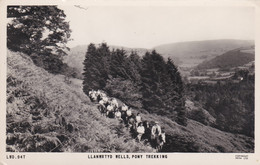 LLANWRTYD WELLS  - PONY TREKKING - Breconshire