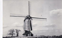 BALEGEM   WINDEKEMOLEN   FOTOKAART 1985 - Oosterzele