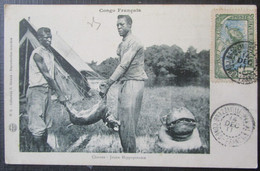 Congo Chasses Jeune Hippopotame    Cpa Timbrée Congo Français 1911 - Congo Francés